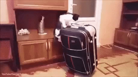 Kitty Kind Of Parkour GIF
