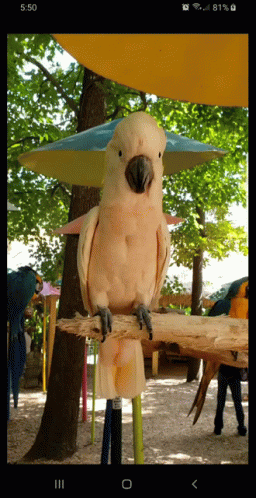 Beige Parrot Agreeing Gesture GIF