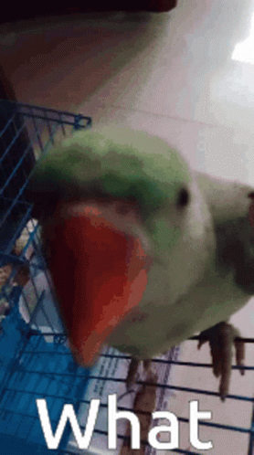 Parrot Outside Of Blue Bird Cage GIF