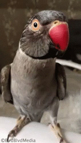 Shake Hand With Parrot GIF