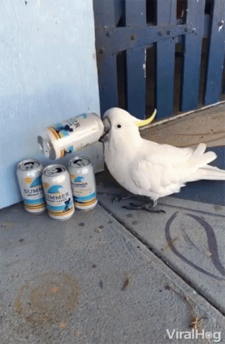 Big Parrot Drinking On Cans GIF