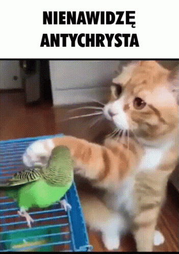 Cat Caressing Parrot GIF