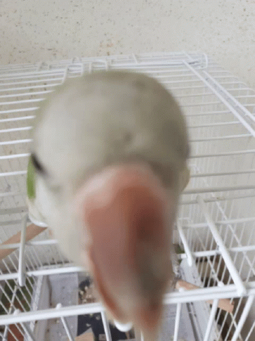 Green Parrot Bird Outside His Cage GIF