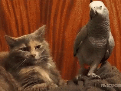 Parrot Mocking The Cat GIF