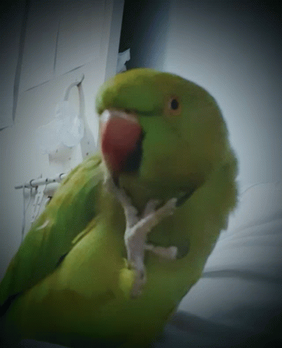 Parrot Holding His Chin GIF