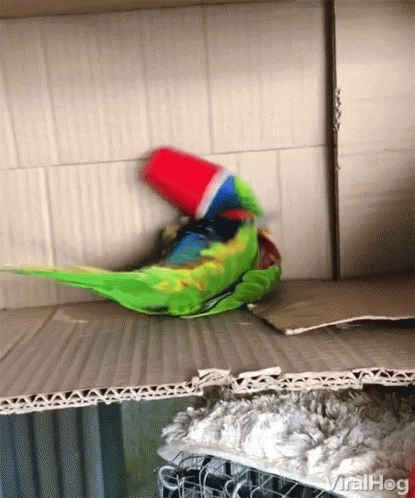 Parrot Playing With Drinking Cup GIF