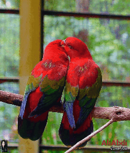 Parrot Lovebirds Kissing GIF