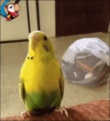 Parrot Caught By Tong GIF