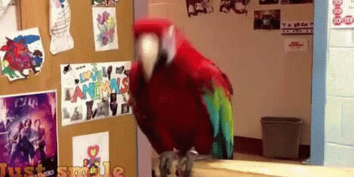 Red Parrot Nodding Head GIF
