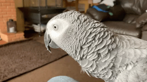 Gray Parrot Inside The House GIF