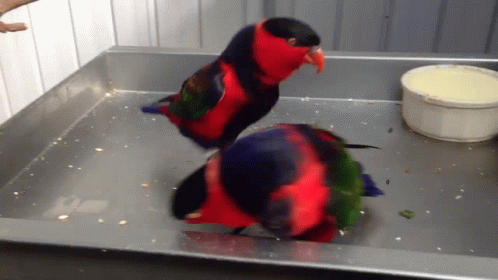Two Parrot Jumping With Each Other GIF