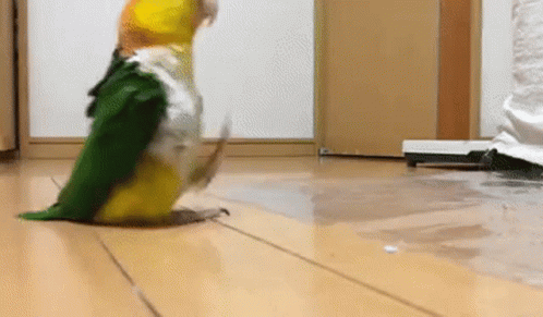 Parrot Walking Around The House GIF