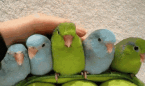 Caressing Five Little Parrot GIF