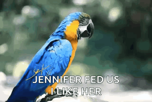 Macaw Parrot Mumbling Something GIF