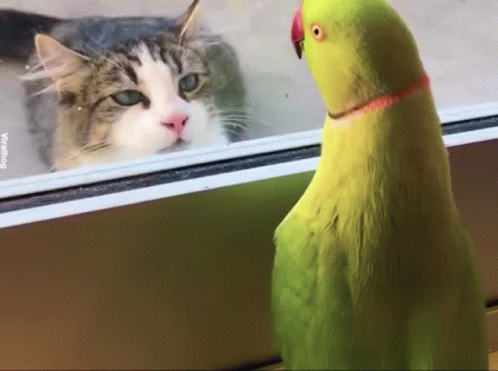 Parrot Peek A Boo With Cat GIF