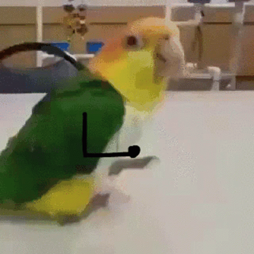 Weird Parrot Jumping GIF