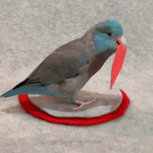 Parrot With Heart Shape On Mouth GIF