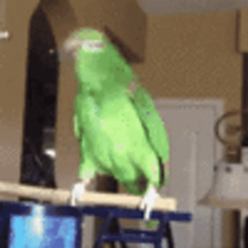 Parrot Bird Excessively Shake Head GIF