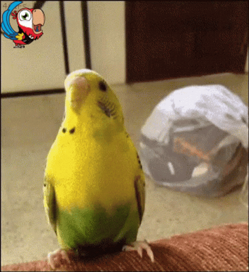 Parrot Caught By Tong GIF