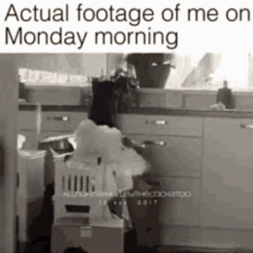 Parrot Crazy Monday GIF