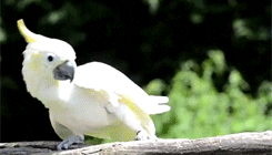 Parrot Dancing Under The Sun GIF