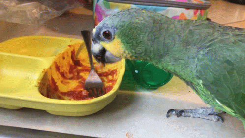Parrot Eating Spaghetti GIF
