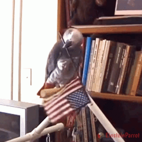 Parrot Holding American Flag GIF