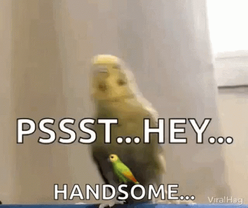 Parrot Kick Pssst Hey Handsome GIF