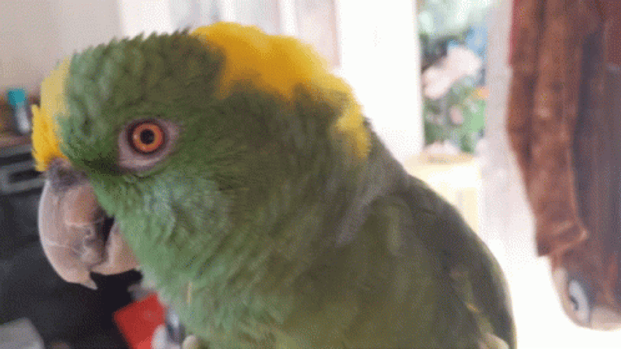 Parrot Looks Like Thinking Something GIF