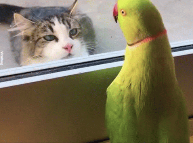 Parrot Peek A Boo With Cat GIF