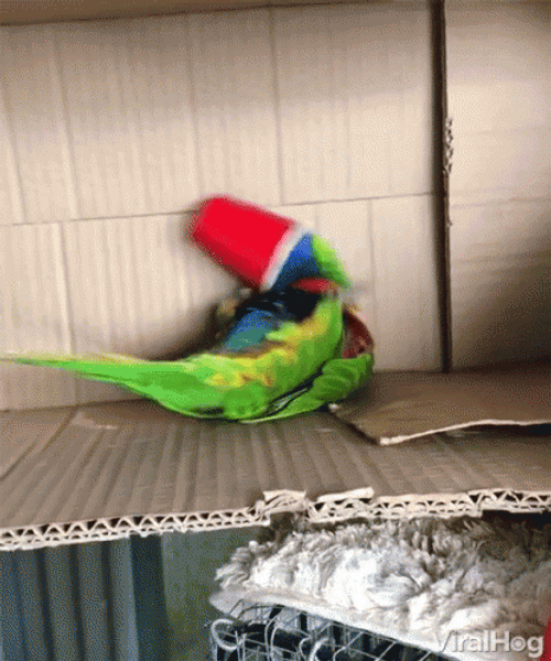 Parrot Playing With Drinking Cup GIF