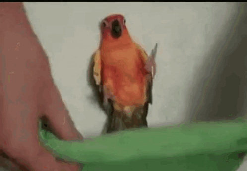 Parrot Standing on Green Object