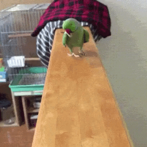 Parrot Walking Peacefully GIF