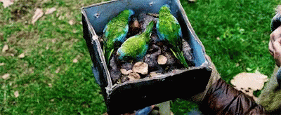 Parrots Bird Box GIF
