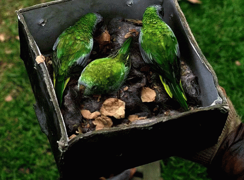 Parrots Bird Box Eating GIF