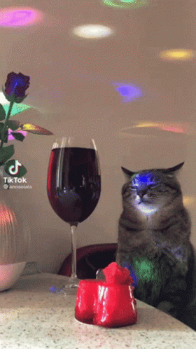 Party Cat With Champagne GIF