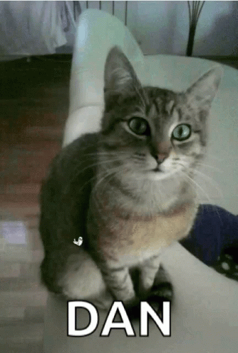 Tabby Party Cat GIF