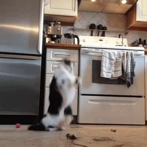 Black And White Party Cat GIF