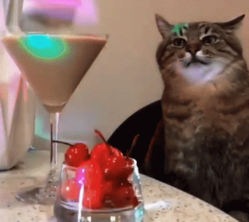 Serbian Party Cat Dance GIF