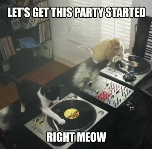 Black And White Party Cat Dance GIF