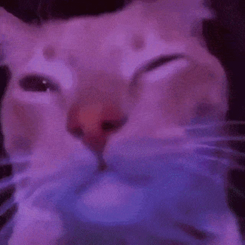 White Party Cat Dance Move GIF