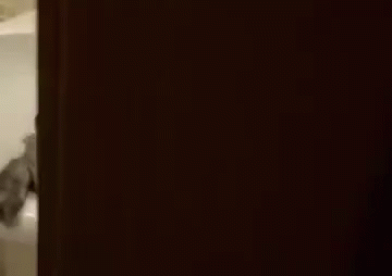 Party Huh Cat Meme GIF