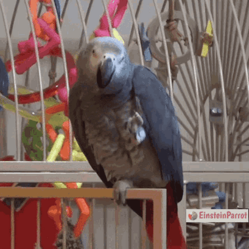 Party Parrot Chillin' On Its Cage GIF