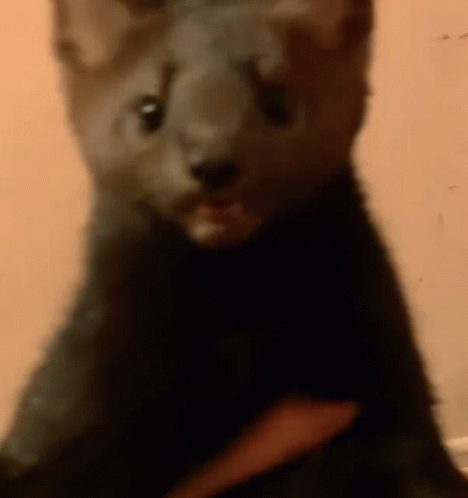 Passing Out Cute Weasel Wink GIF