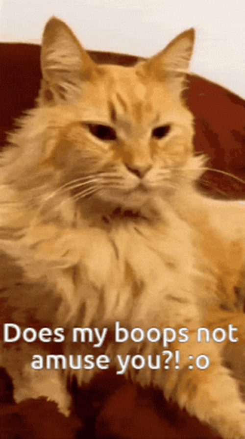 Passive Cat Getting Boop No Reaction GIF