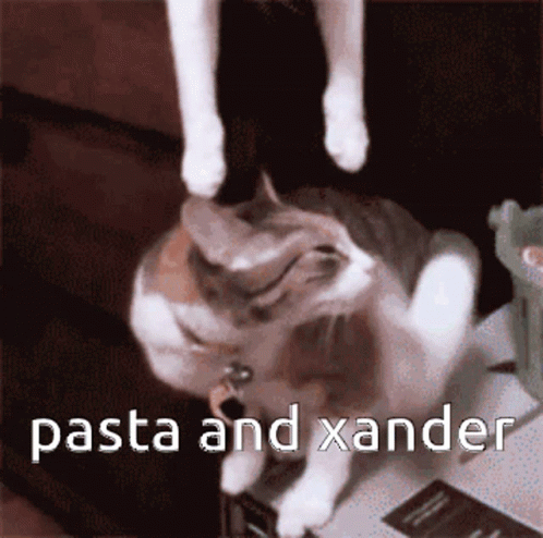 Pasta And Xander Kiss Cat GIF