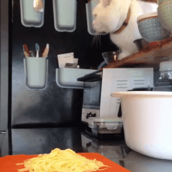 Pasta Thief Cat GIF