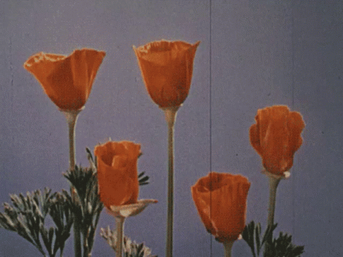 Pastel Orange Flowers Bloom Aesthetic GIF