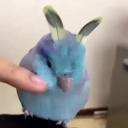 Pastel Pacific Parrotlet GIF