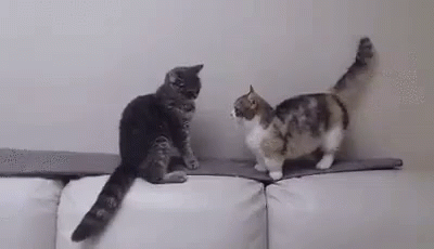 Cat Teaches Cat Patience GIF